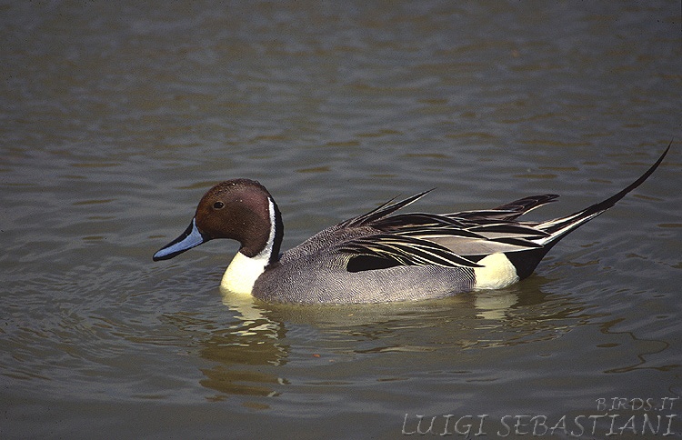Canard pilet