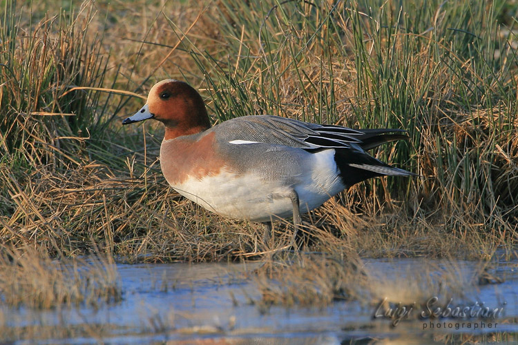 Wigeon