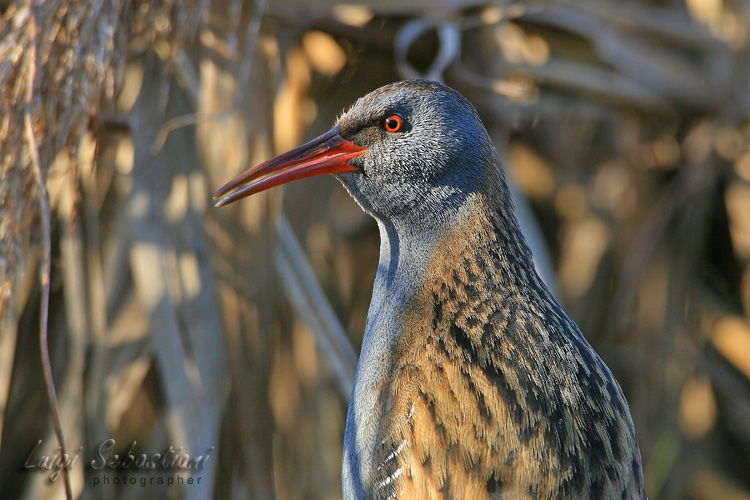 Râle d'eau