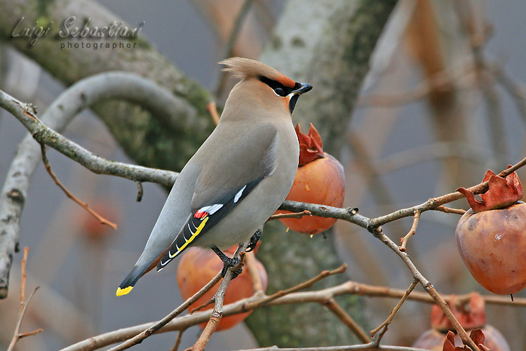 Waxwing (bohemian)