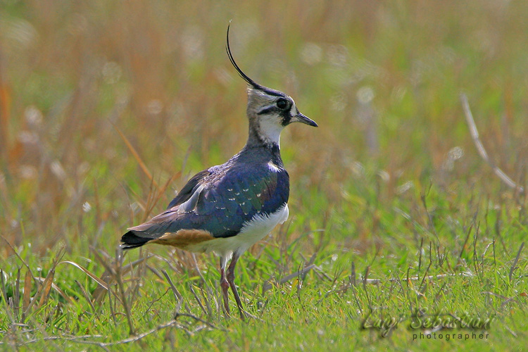 Avefría europea