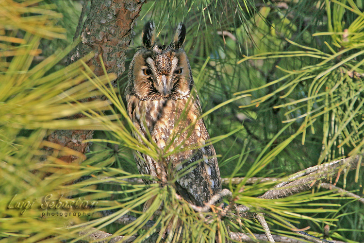 Owl, long-eared