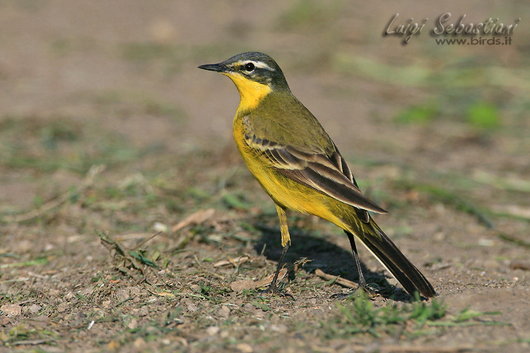 Wagtail, blue-headed 