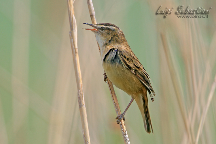 Warbler, sedge