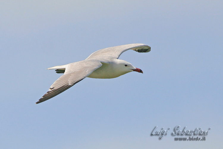 Gaviota de audouin