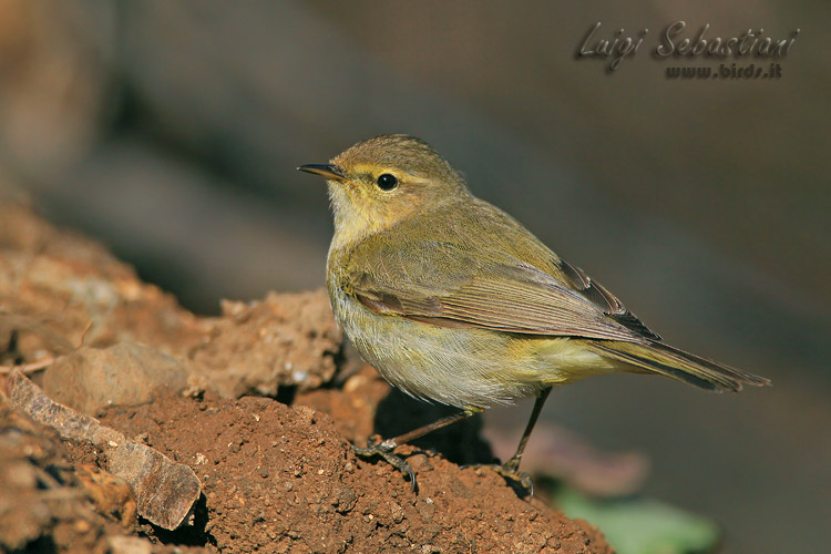 Mosquitero común