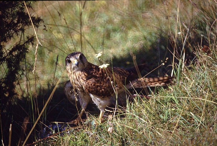 Kestrel (common)