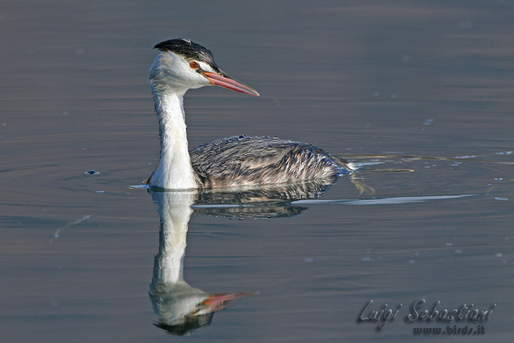 Grebe, great crested