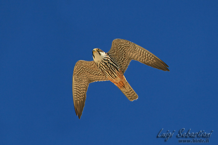 Alcotán europeo