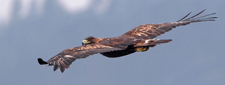 Aquila reale