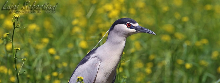 Nitticora