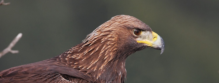Steinadler